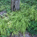 Hakonechloa macra �Aureola�